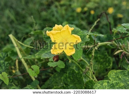 Close up of yellow flower of sponge gourd vegetable. Sponge gourd flower. Sponge gourd vegetable. Egyptian luffa vegetable flower. Yellow flower in vegetable Farm. With Selective Focus on the subject.