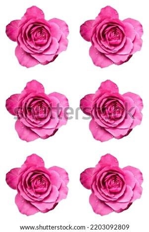 pink and violet roses on white background