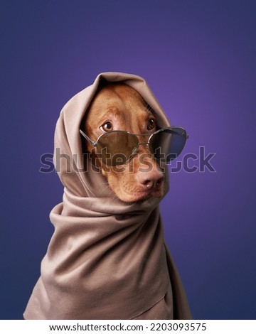 glamor dog with glasses and a scarf Hungarian vizsla on a color background Royalty-Free Stock Photo #2203093575