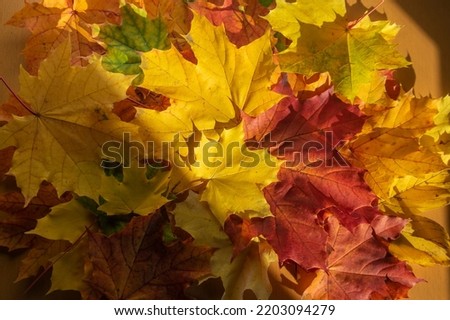 Acer platanoides bright autumn colorful leaves background, autumnal bright beautiful seasonal yellow orange red colors