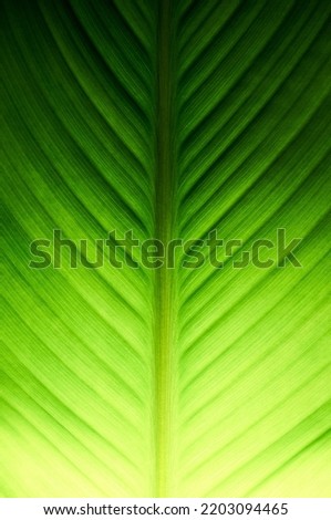 A beautiful healthy symmetrical green canna leaf highlighted by the sun's rays creating a contrasting ombre effect.             
