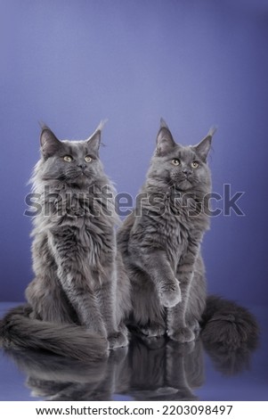 two Maine Coon Kittens. cat portrait in photo studio
