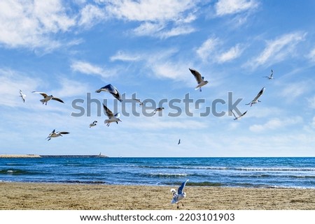 Beautiful photo of seagulls flying over the shore of the beach under the cloudy sky