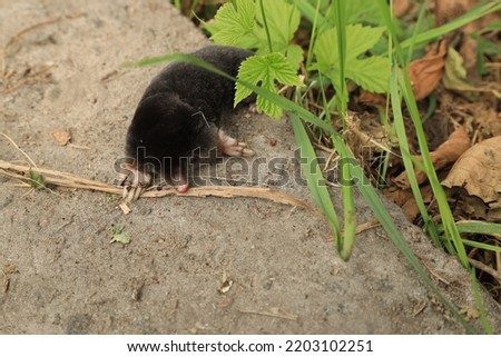 little mole on the road
