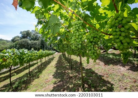 Grapevine full of bunches of green grapes, beginning maturation. Sao Roque, Sao Paulo state, Brazil Royalty-Free Stock Photo #2203103011