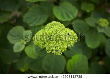 The Hydrangea macrophylla which it bloomed in early summer, and has been got close to in the Japanese culture for a long time.