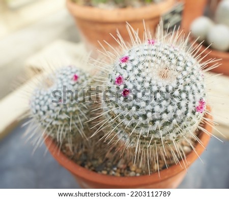 Mexican Pincushion Cactus, Mammillaria magnimamma with flowers growing in Dublin, Ireland. Royalty-Free Stock Photo #2203112789