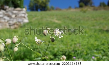 Bladder campion (Silene vulgaris), in the meadow at the park. Summer season