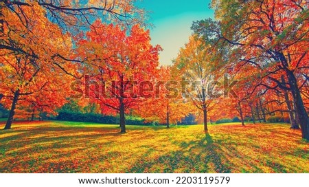 Autumn forest path. Orange color tree, red brown aspen leaves in fall city park Nature scene sunset fog Woods in scenic garden Bright light sun sky Sunrise of a sunny day, morning calm sunlight view Royalty-Free Stock Photo #2203119579