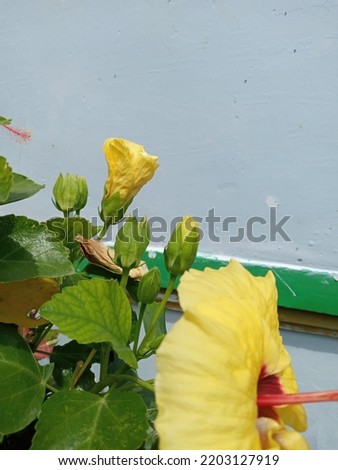 background of yellow hibiscus flowers