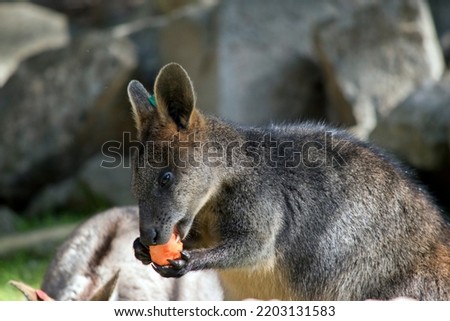 the swamp wallaby is eating a carrot