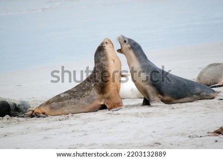 the two sea lions pups are fighting on the beach