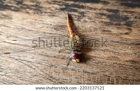 dragonfly lying on a brown table