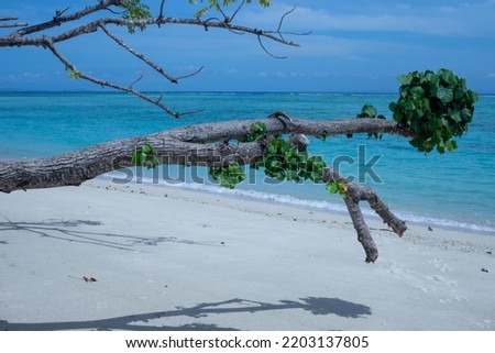 The big tree branch on the beach with ocean view