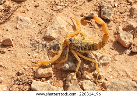 Yellow Scorpion. Close up. Negev desert, Israel