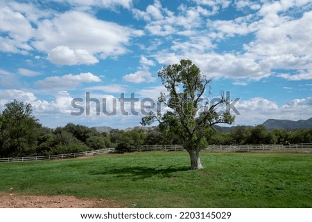 Single Lonely Tree on Grassy Plains on a Ranch with Cloudy Blue Sky