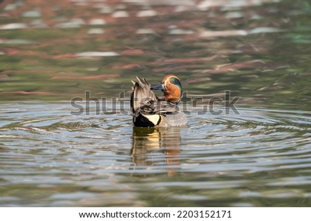 A Green Winged Teal preening its feathers on the lake.