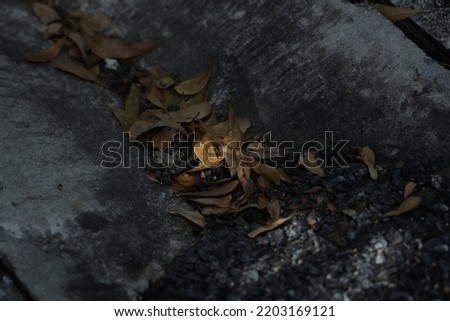yellow leaves falling on the cement floor