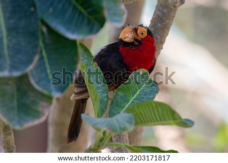 A double-toothed barbet (Lybius bidentatus) in rainforest tree looking around. Related to toucans.