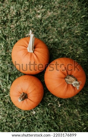Three pumpkins on the grass