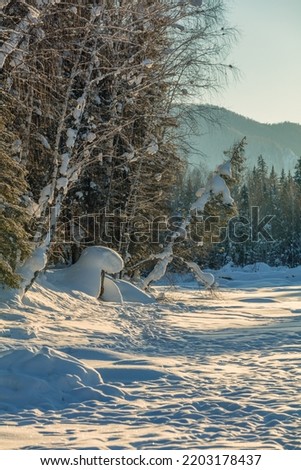 Snowy forest winter scene, christmas background with bright sunbeams on trees with hoarfrost.