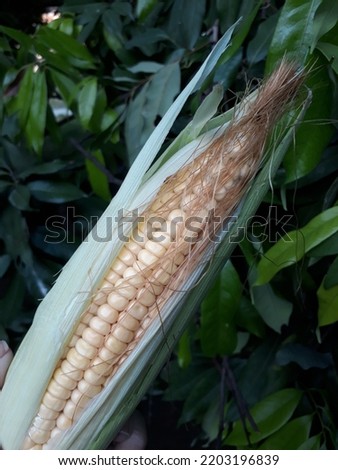 A selective focus picture of corn cob in organic corn field. fresh corn picture. 