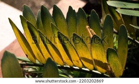 unique and exotic leaf shapes, tropical characteristics of ornamental plants