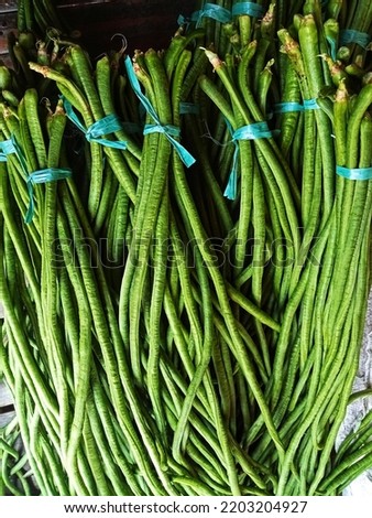 The best long beans are picked straight from the garden picture suitable for decoration