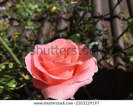 Roses are blooming in the garden in Dalat. Close-up photo.