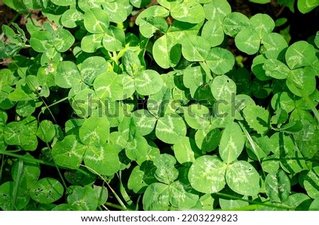 Clover leaves on the lawn in close-up