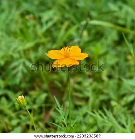 Focus and blurred of Bloom Sulfur Cosmos flower at home garden, in Indonesia named it Bunga Kenikir, isolated picture