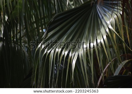 Nature pictures,Nature Background,beautiful view of nature leaf.Thailand.Background from a leaf of tree (washingtonia robusta), Luxury leaves on blue sky background,Washingtonia robusta,leaf texture.