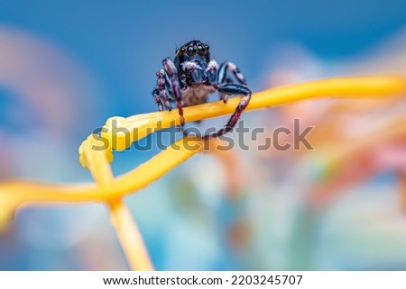 Jumping Spider Looking Out in Nature
