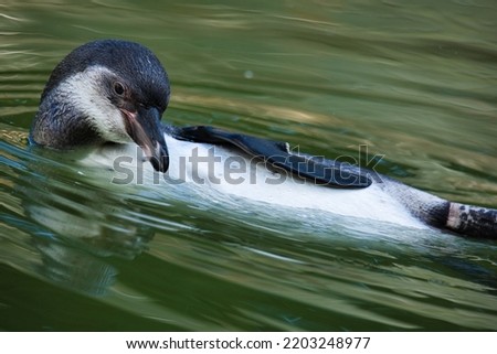 Penguin swimming in the water