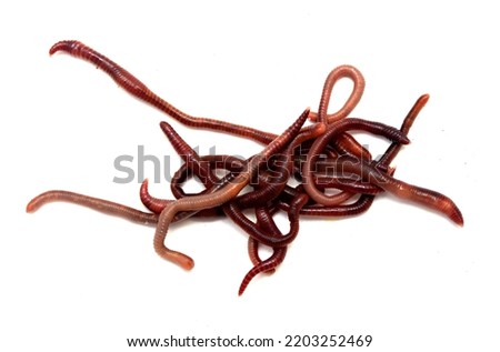 Earthworms on a white background.