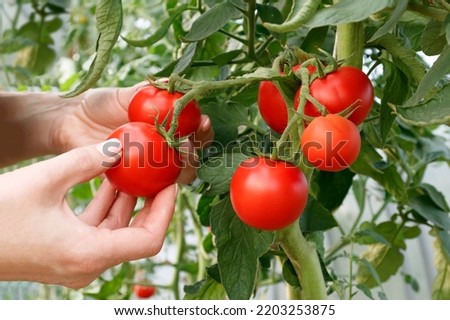 Women's hands pluck ripe tomatoes close-up. The concept of increasing the yield of organic vegetables. Royalty-Free Stock Photo #2203253875