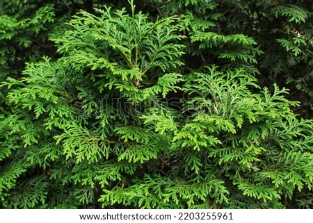 Green branches of thuja tree. Evergreen chinese cypress tui coniferous. Thuya juniper twig. Decorative plant gardening. Nature cedar christmas composition leaves texture pattern background. Close-up