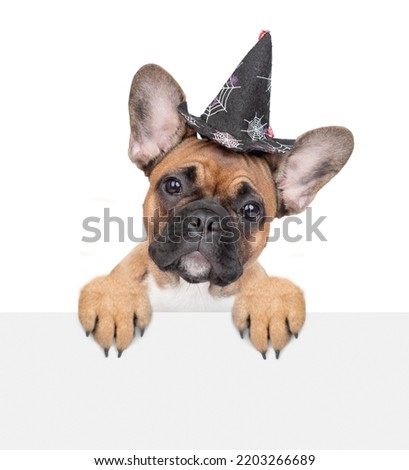 French Bulldog puppy wearing hat for halloween looks above empty white banner. Isolated on white background