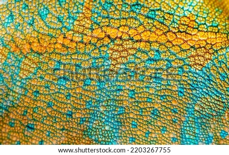 Beautiful multicolored bright chameleon skin, reptile skin pattern texture multicolored close-up as a background. Royalty-Free Stock Photo #2203267755