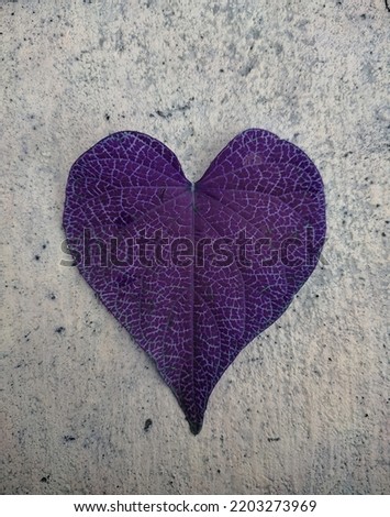 purple heart leaf on concrete
