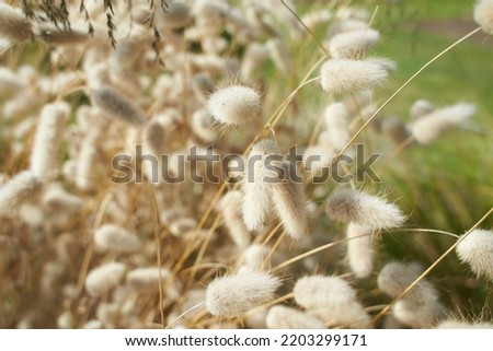 Closeup view of beautiful fluffy Hare's tail grass blooming flowers. Lagurus ovatus Hares tail bunny tail grass panicle inflorescence Rabbit's-tail annual ornamental plant creamy white awn Royalty-Free Stock Photo #2203299171