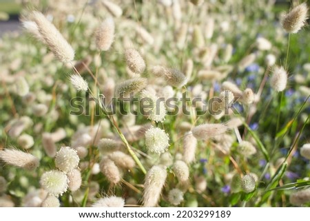 Closeup view of beautiful fluffy Hare's tail grass blooming flowers. Lagurus ovatus Hares tail bunny tail grass panicle inflorescence Rabbit's-tail annual ornamental plant creamy white awn Royalty-Free Stock Photo #2203299189