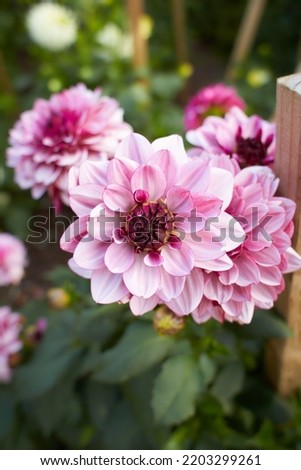 Close up of red and white asteraceae dahlia "Optic Illusion" flowers in blooming. Autumn plants. Royalty-Free Stock Photo #2203299261