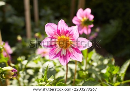 Close up of red and white asteraceae dahlia "Optic Illusion" flowers in blooming. Autumn plants. Royalty-Free Stock Photo #2203299267