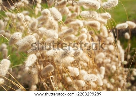 Closeup view of beautiful fluffy Hare's tail grass blooming flowers. Lagurus ovatus Hares tail bunny tail grass panicle inflorescence Rabbit's-tail annual ornamental plant creamy white awn Royalty-Free Stock Photo #2203299289