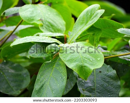View of green leaves. Background is blurred and bokeh.