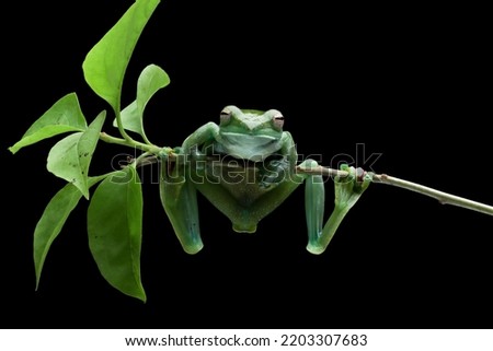 Rhacophorus dulitensis closeup on green leaves, Jade tree frog closeup on green leaves, Indonesian tree frog, Rhacophorus dulitensis or Jade tree frog closeup