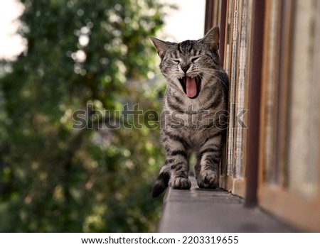Cute yawning cat on windowsill stock images. Brown tabby cat on a summer day horizontal stock photo images