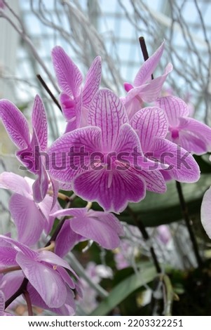 picture of beautiful orchid flowers at Garden by the bay, Singapore