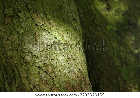A picture of a surface of an old tree in the park.
